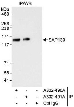 Detection of human SAP130 by western blot of immunoprecipitates.