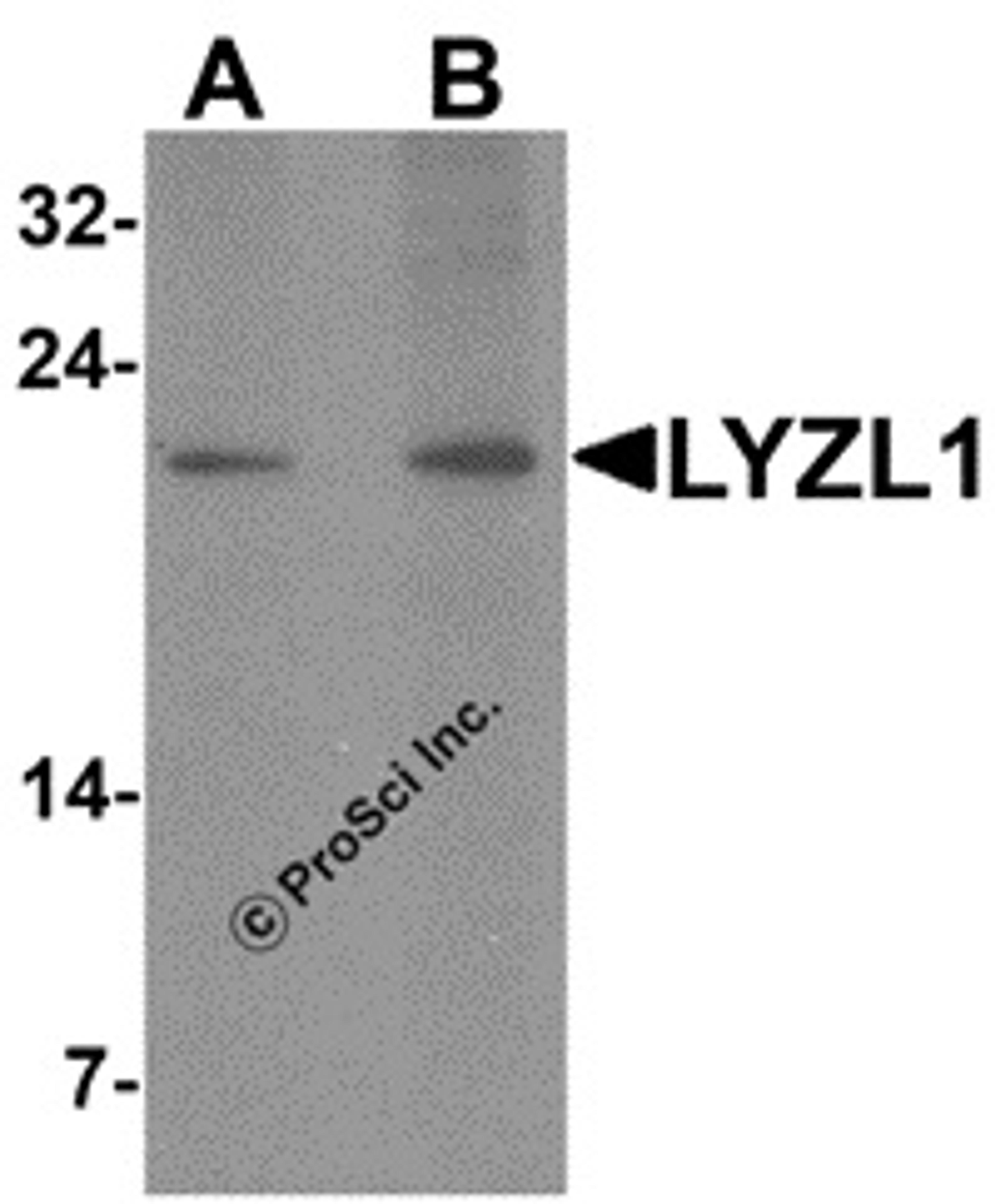 Western blot analysis of LYZL1 in A20 cell lysate with LYZL1 antibody at (A) 1 and (B) 2 μg/mL.