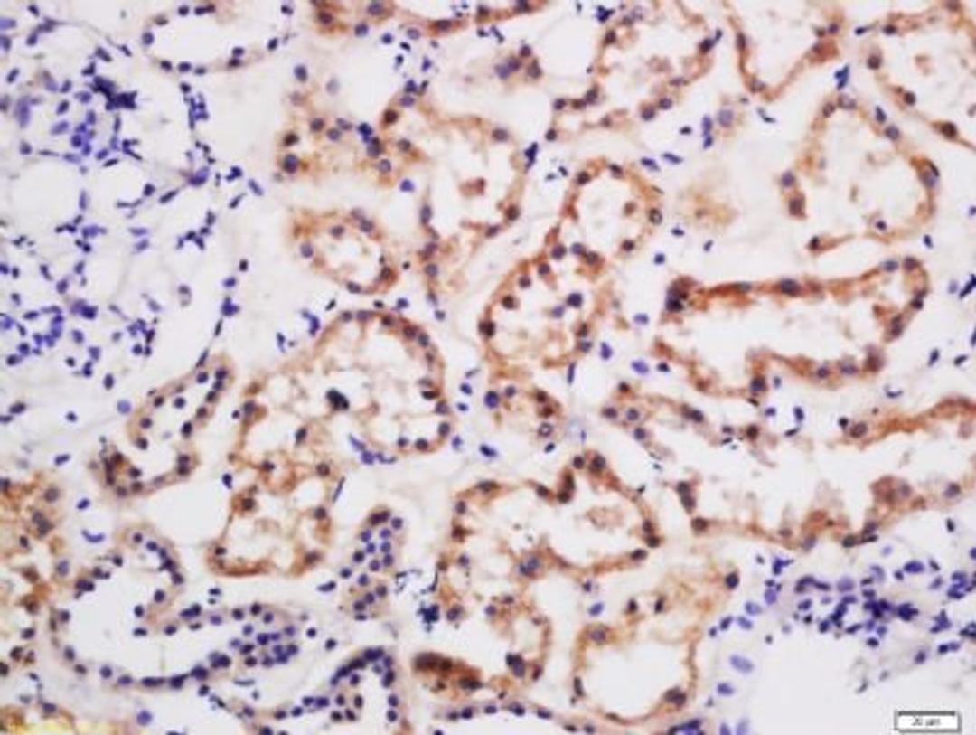 Immunohistochemical staining of human kidney tissue using Btr1 antibody.