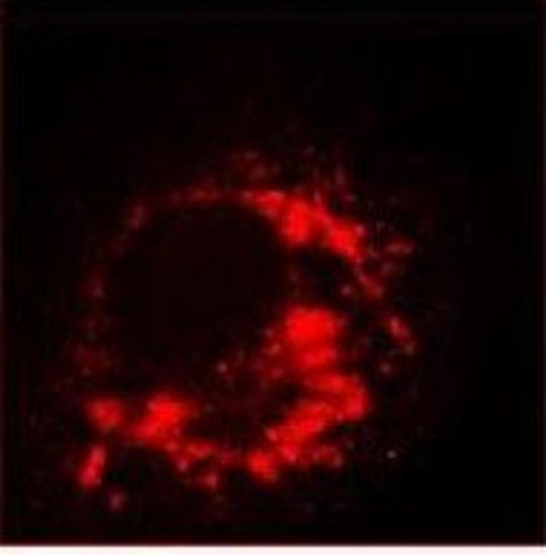 Immunofluorescence analysis of 6-h post infection Vero-E6 cells using Sars-Cov Nonstructural Protein 3 antibody