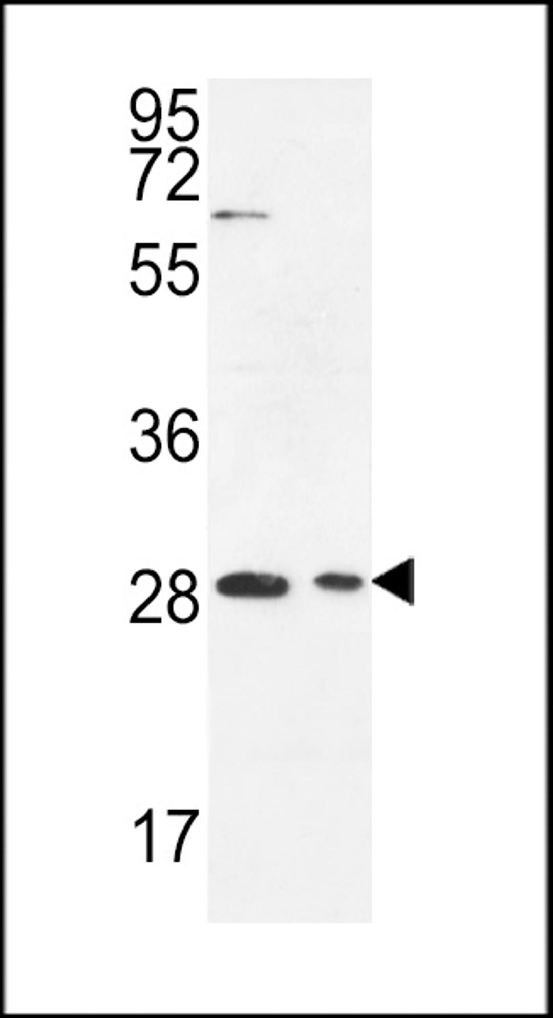 Western blot analysis in Jurkat,293 cell line lysates (35ug/lane).