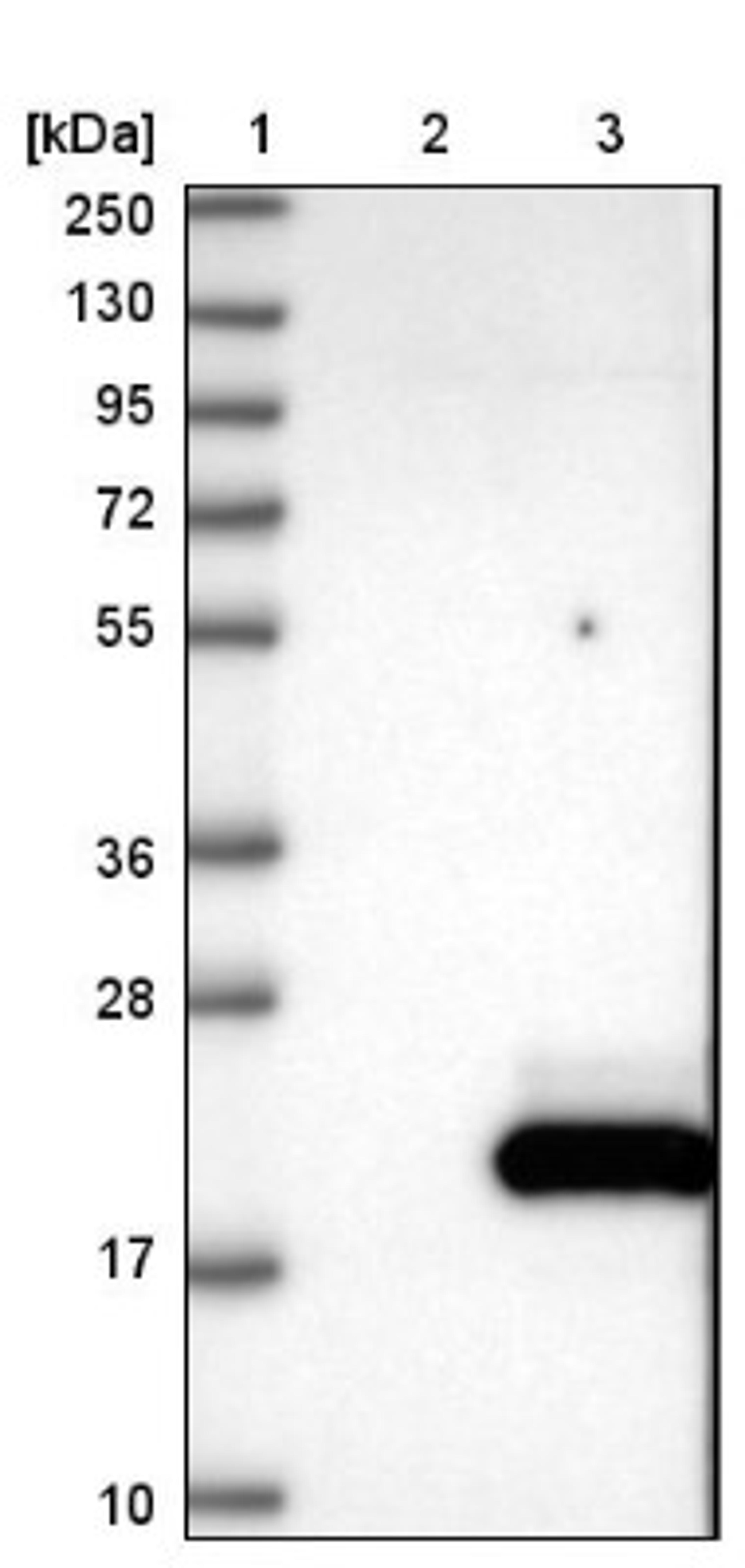 Western Blot: CALML5 Antibody [NBP1-84437] - Lane 1: Marker [kDa] 250, 130, 95, 72, 55, 36, 28, 17, 10<br/>Lane 2: Negative control (vector only transfected HEK293T lysate)<br/>Lane 3: Over-expression lysate (Co-expressed with a C-terminal myc-DDK tag (~3.1 kDa) in mammalian HEK293T cells, LY413780)