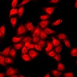 Immunofluorescent analysis of HeLa cells using OAS1 antibody