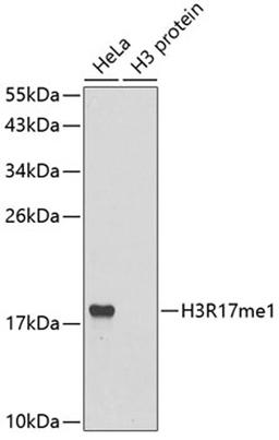 Western blot - MonoMethyl-Histone H3-R17 antibody (A3151)