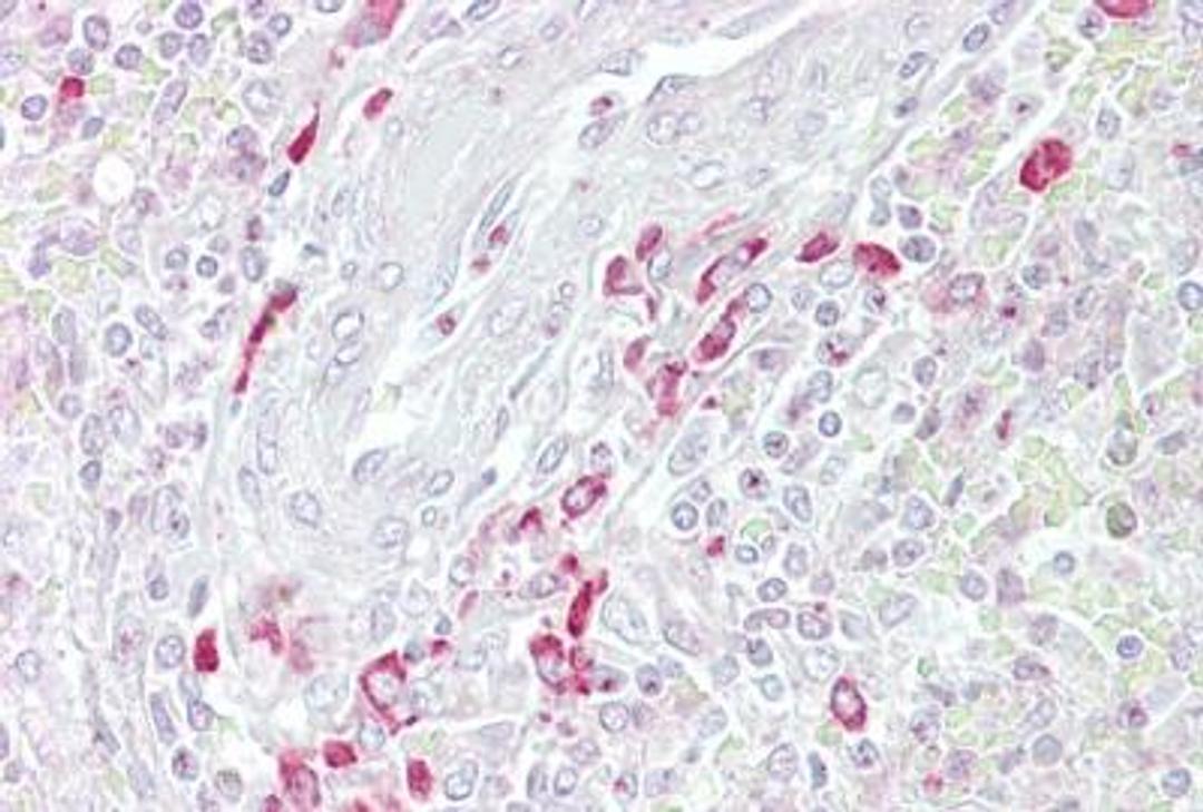 Immunohistochemistry-Paraffin: sFRP-3/FRZB Antibody [NBP1-79552] -  Human spleen cell lysate tissue at an antibody concentration of 5 ug/ml.