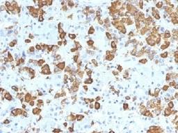 IHC testing of FFPE human pituitary gland with Growth Hormone antibody (clone GH/1371). Required HIER: boil tissue sections in 10mM citrate buffer, pH 6, for 10-20 min.