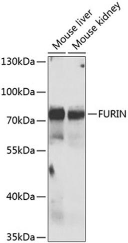 Western blot - FURIN antibody (A7445)