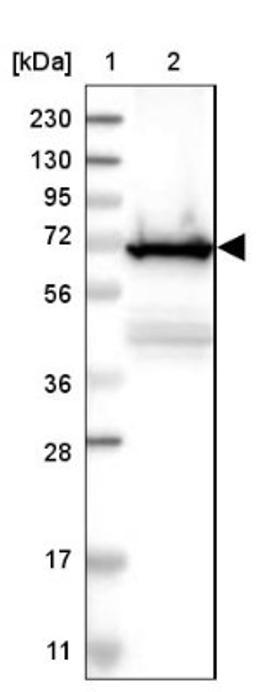 Western Blot: Plastin L Antibody [NBP1-88057] - Lane 1: Marker [kDa] 230, 130, 95, 72, 56, 36, 28, 17, 11<br/>Lane 2: Human cell line RT-4