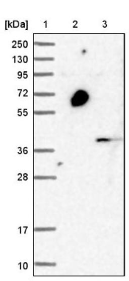 Western Blot: C1GALT1C1 Antibody [NBP1-88478] - Lane 1: Marker [kDa] 250, 130, 95, 72, 55, 36, 28, 17, 10<br/>Lane 2: Negative control (vector only transfected HEK293T lysate)<br/>Lane 3: Over-expression lysate (Co-expressed with a C-terminal myc-DDK tag (~3.1 kDa) in mammalian HEK293T cells, LY407365)