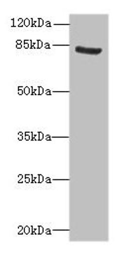 Western blot. All lanes: NOL10 antibody at 8µg/ml + K562 whole cell lysate. Secondary. Goat polyclonal to rabbit IgG at 1/10000 dilution. Predicted band size: 81, 75, 22, 78 kDa. Observed band size: 81 kDa
