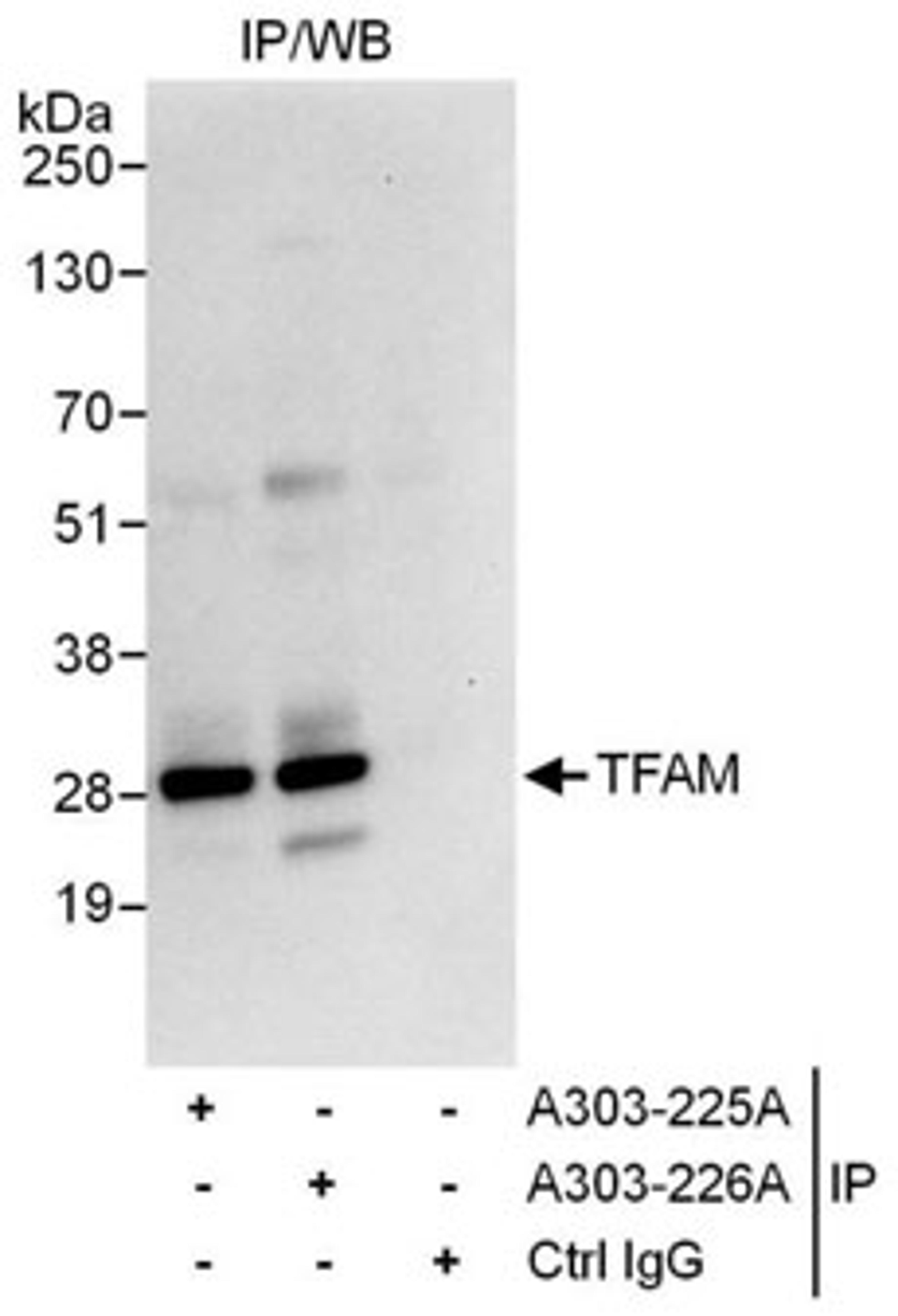 Detection of human TFAM by western blot of immunoprecipitates.