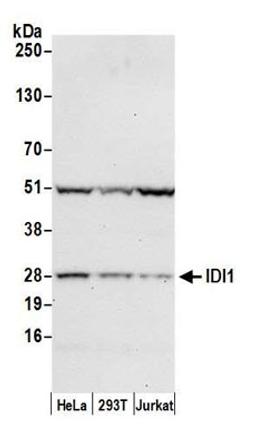 Detection of human IDI1 by western blot.