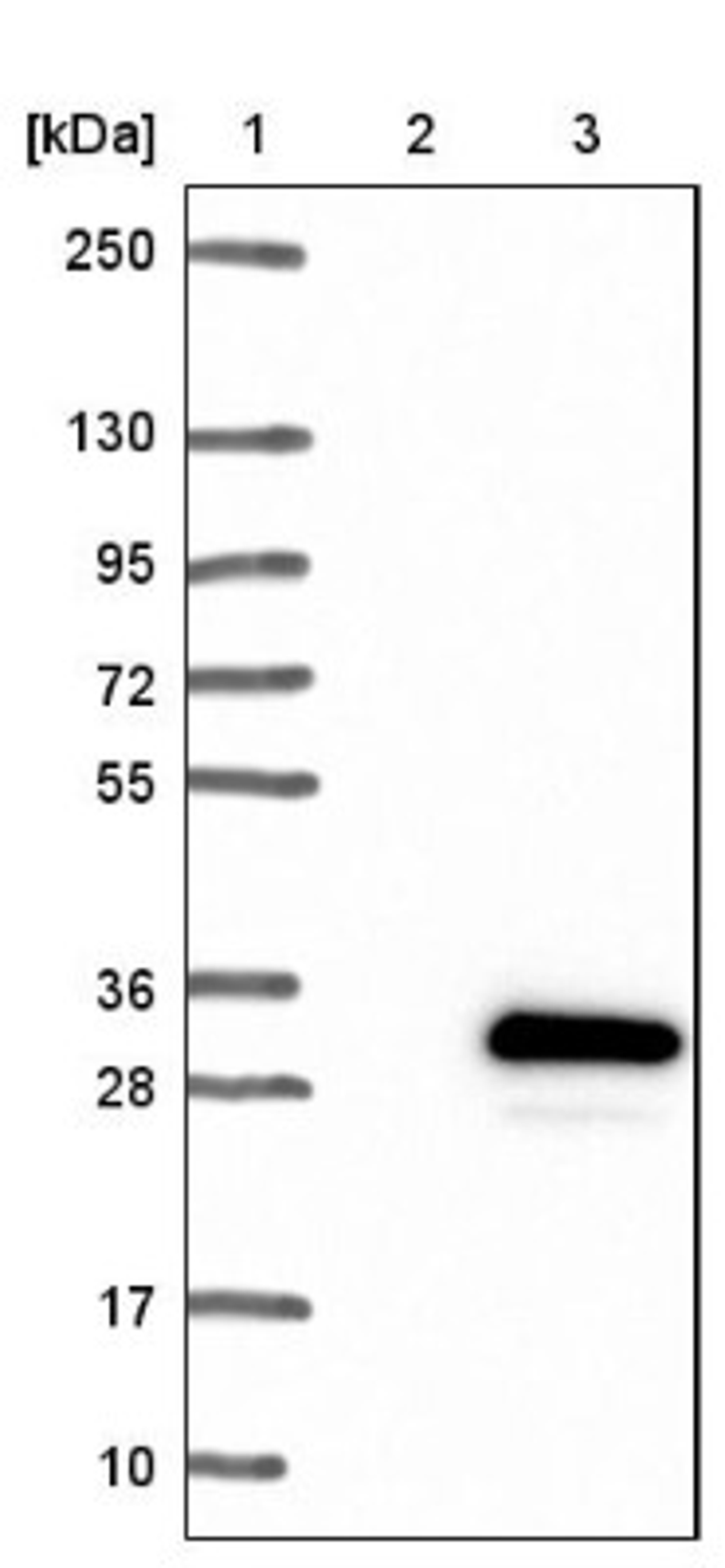 Western Blot: MOCS2 Antibody [NBP1-81045] - Lane 1: Marker [kDa] 250, 130, 95, 72, 55, 36, 28, 17, 10<br/>Lane 2: Negative control (vector only transfected HEK293T lysate)<br/>Lane 3: Over-expression lysate (Co-expressed with a C-terminal myc-DDK tag (~3.1 kDa) in mammalian HEK293T cells, LY417924)