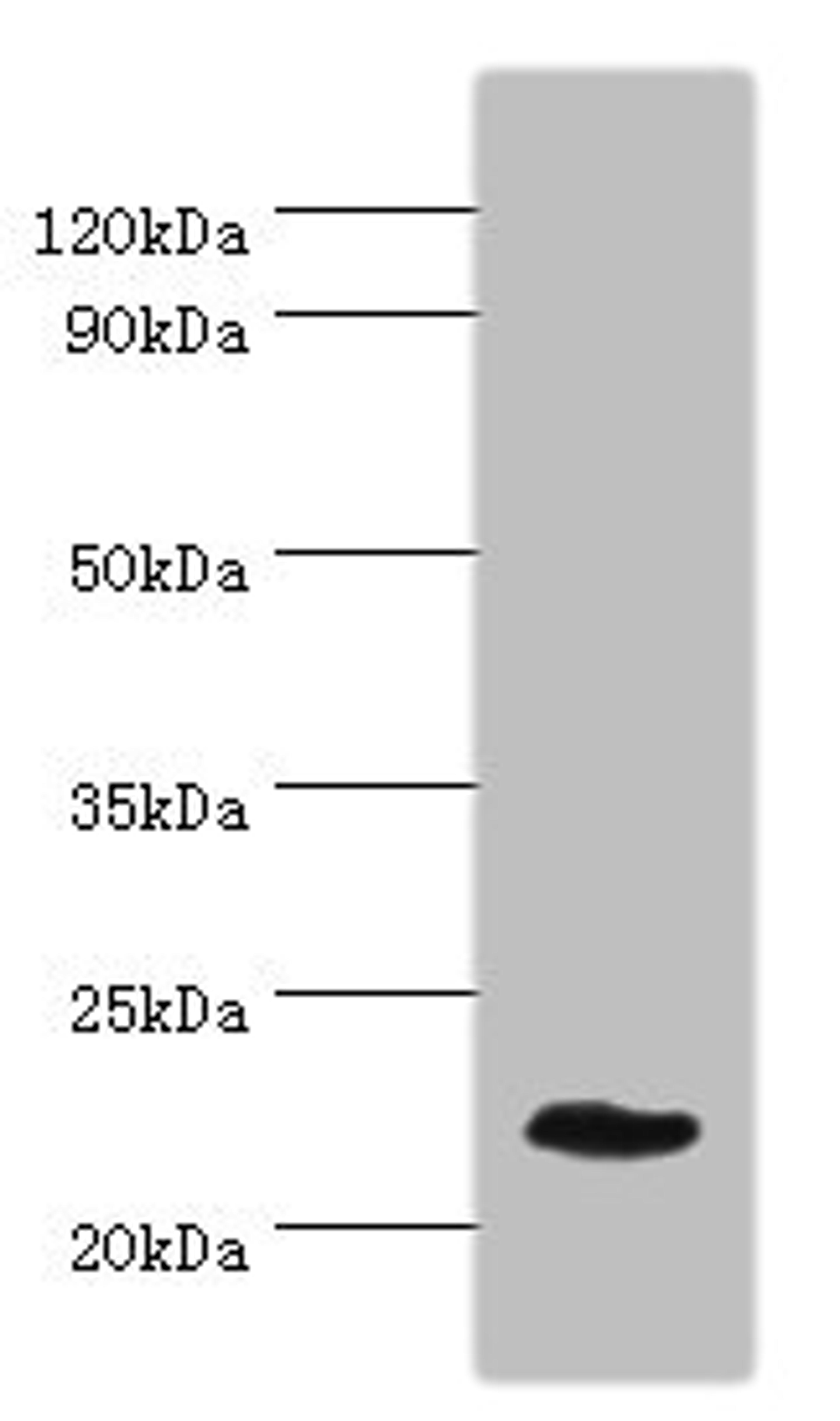 Western blot. All lanes: GFER antibody at 3ug/ml + Mouse liver tissue. Secondary. Goat polyclonal to rabbit IgG at 1/10000 dilution. Predicted band size: 24, 16 kDa. Observed band size: 24 kDa. 