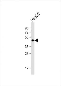 Western Blot at 1:1000 dilution + HepG2 whole cell lysate Lysates/proteins at 20 ug per lane.