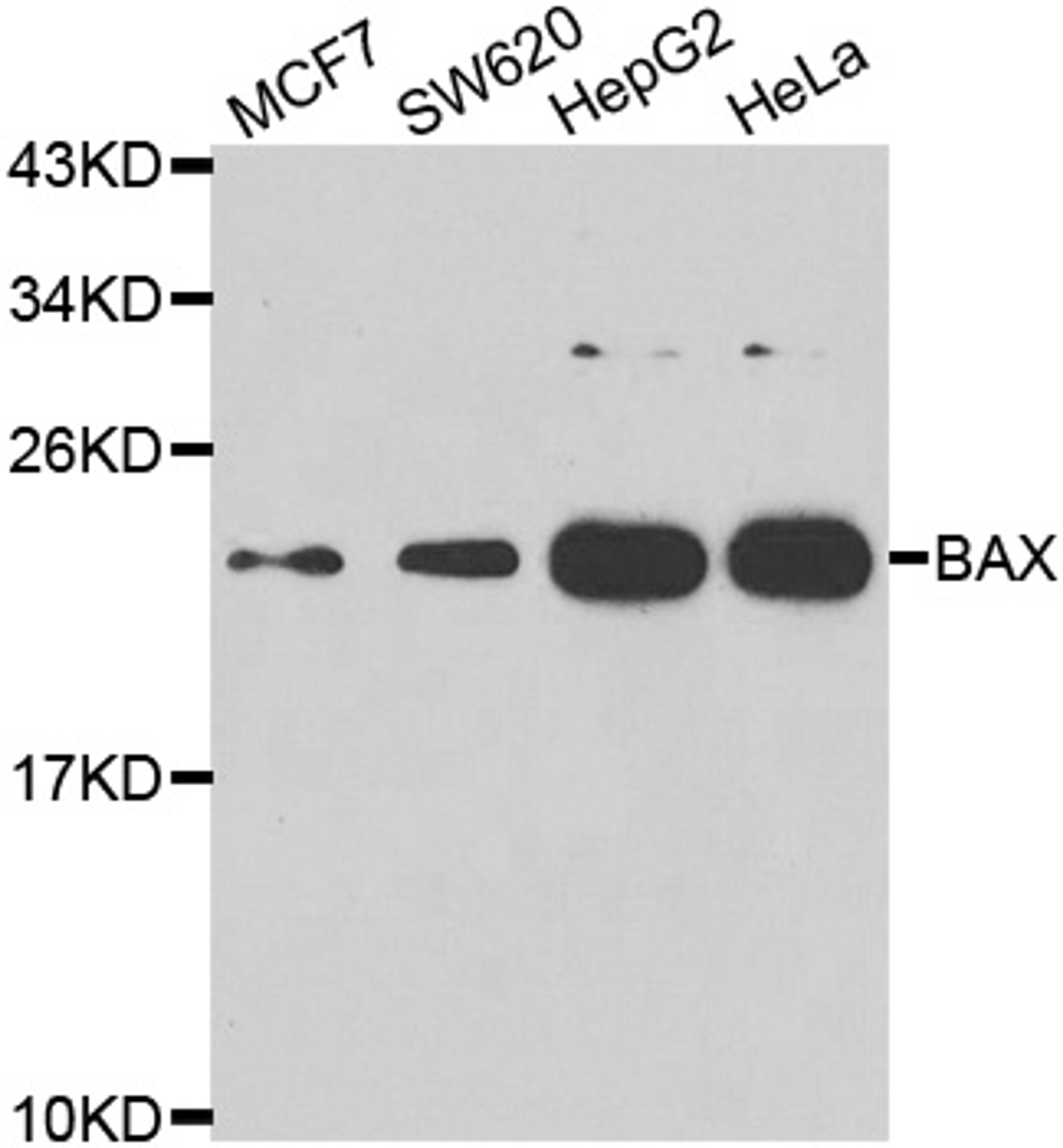 Rabbit anti BAX antibody detects a band in cell lysates under reducing conditions