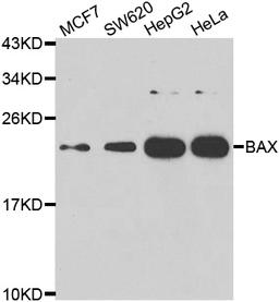 Rabbit anti BAX antibody detects a band in cell lysates under reducing conditions