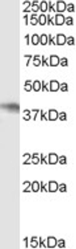 45-937 (0.5ug/ml) staining of Daudi cell lysate (35ug protein in RIPA buffer). Primary incubation was 1 hour. Detected by chemiluminescence.