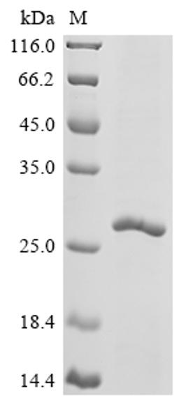 (Tris-Glycine gel) Discontinuous SDS-PAGE (reduced) with 5% enrichment gel and 15% separation gel.