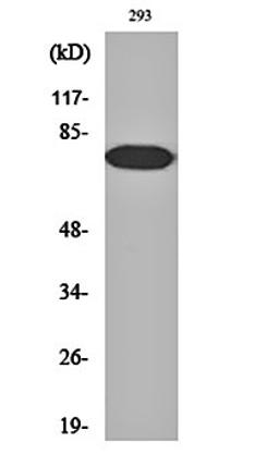 Western blot analysis of 293 cell lysates using NF kappa B-p65 (phospho-T254) antibody