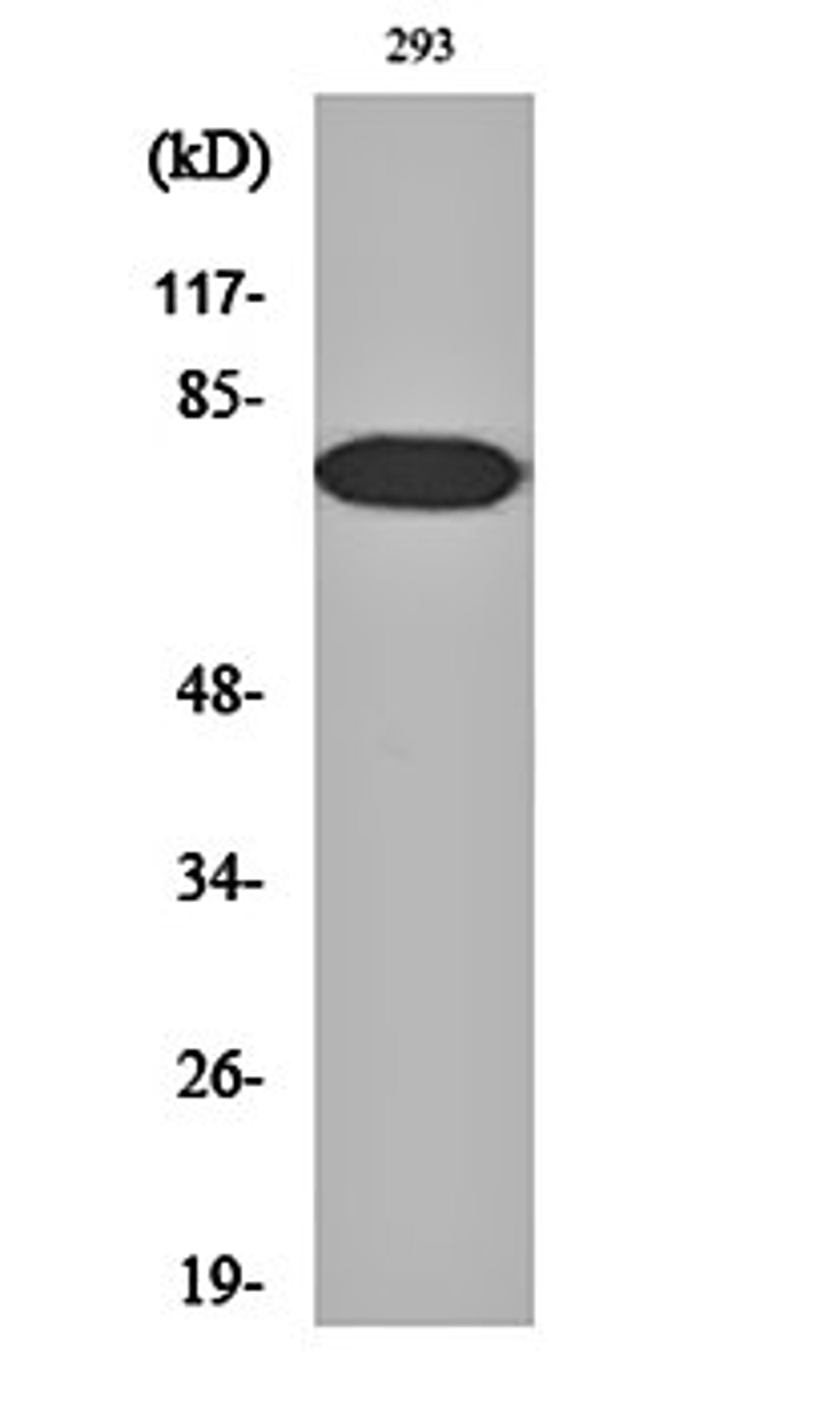 Western blot analysis of 293 cell lysates using NF kappa B-p65 (phospho-T254) antibody