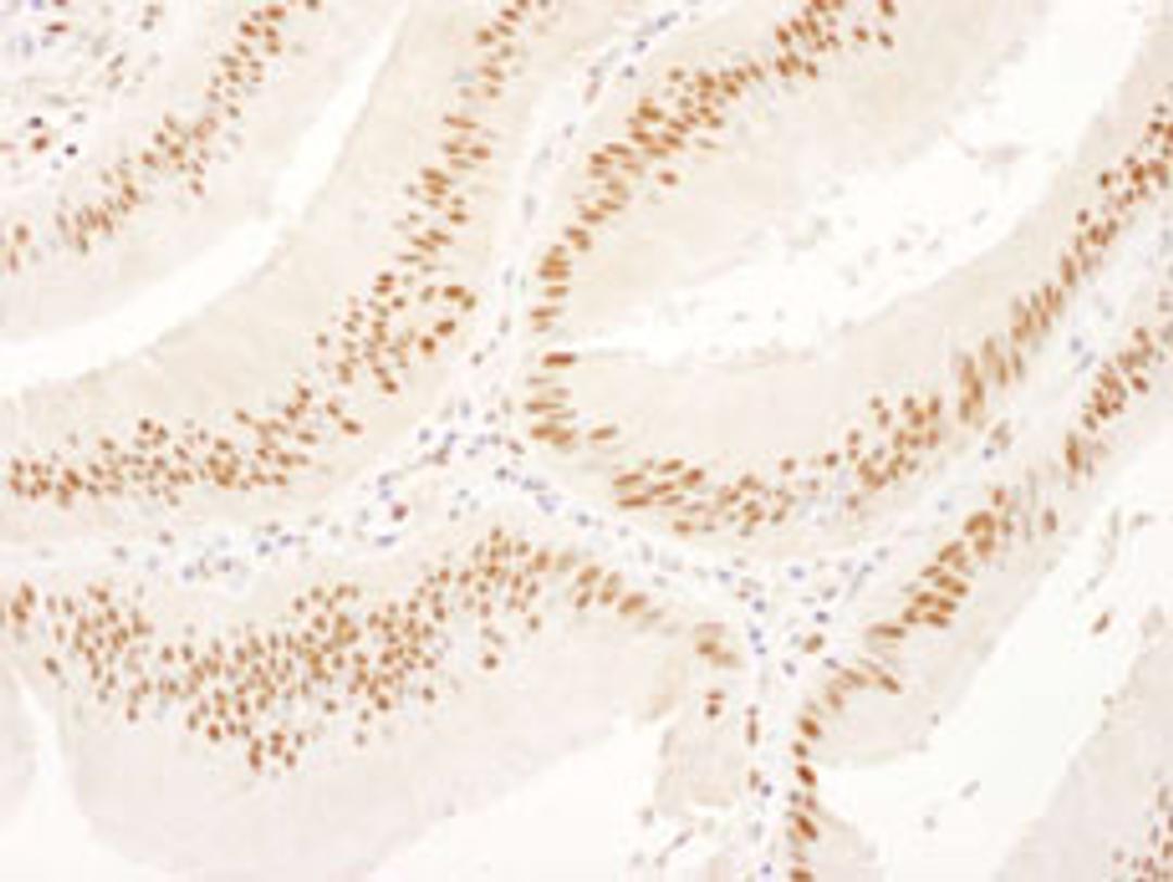 Detection of human USP7 by immunohistochemistry.