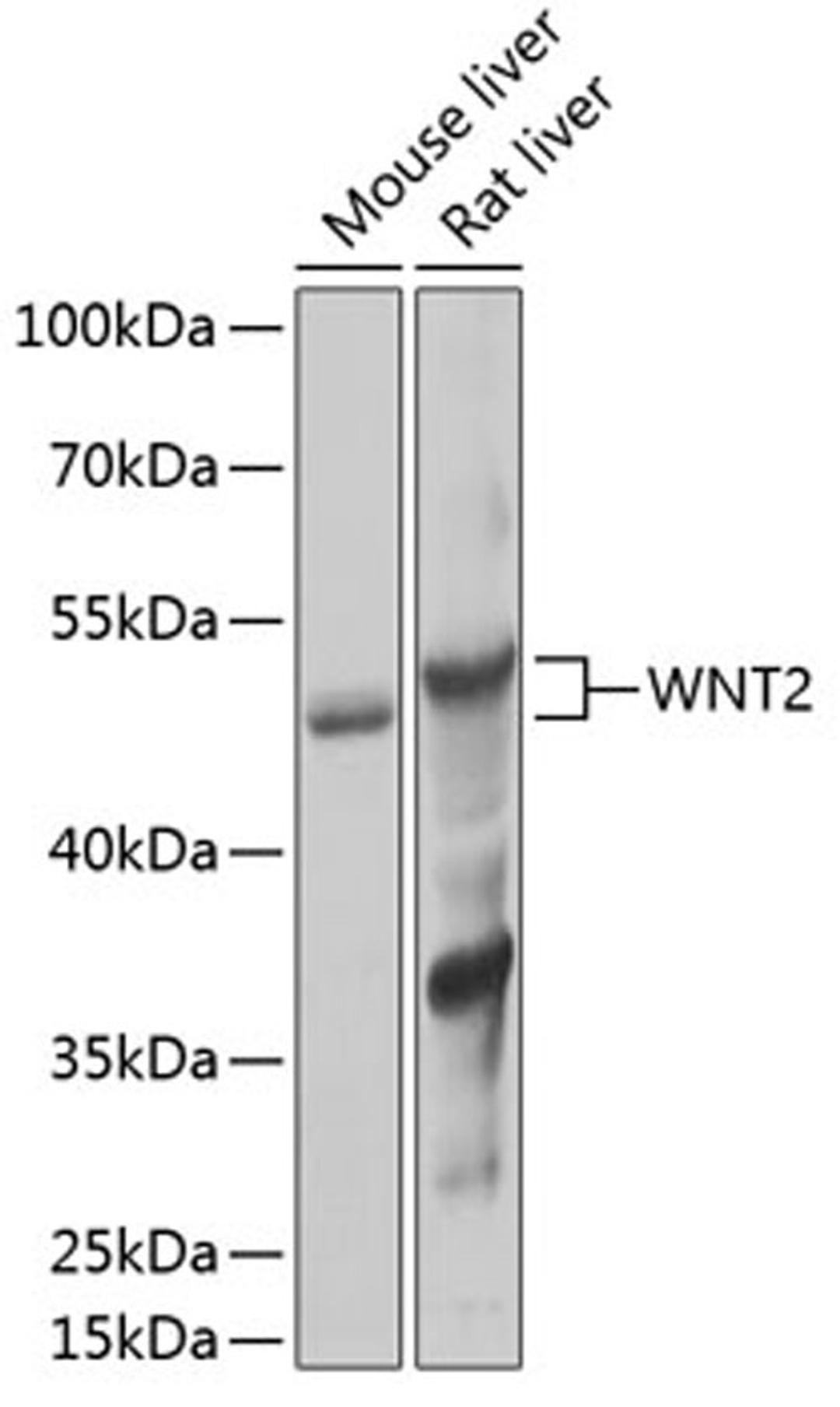 Western blot - WNT2 Antibody (A13562)