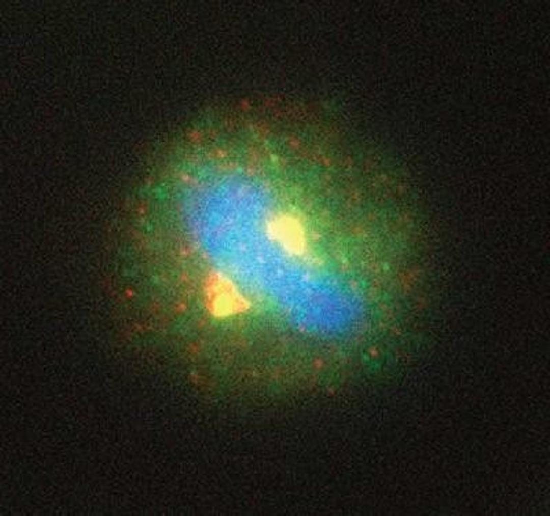 Immunocytochemistry/Immunofluorescence: Separase Antibody (XJ11-4D7) [NB100-330] - Overlay [blue] of centrosomal staining in HeLa cells. Centrosomal staining of separase [yellow], using NB 100-330, and gamma tubulin [green] in mitotic-metaphase cells and nuclear staining of separase in pre-mitotic cells.