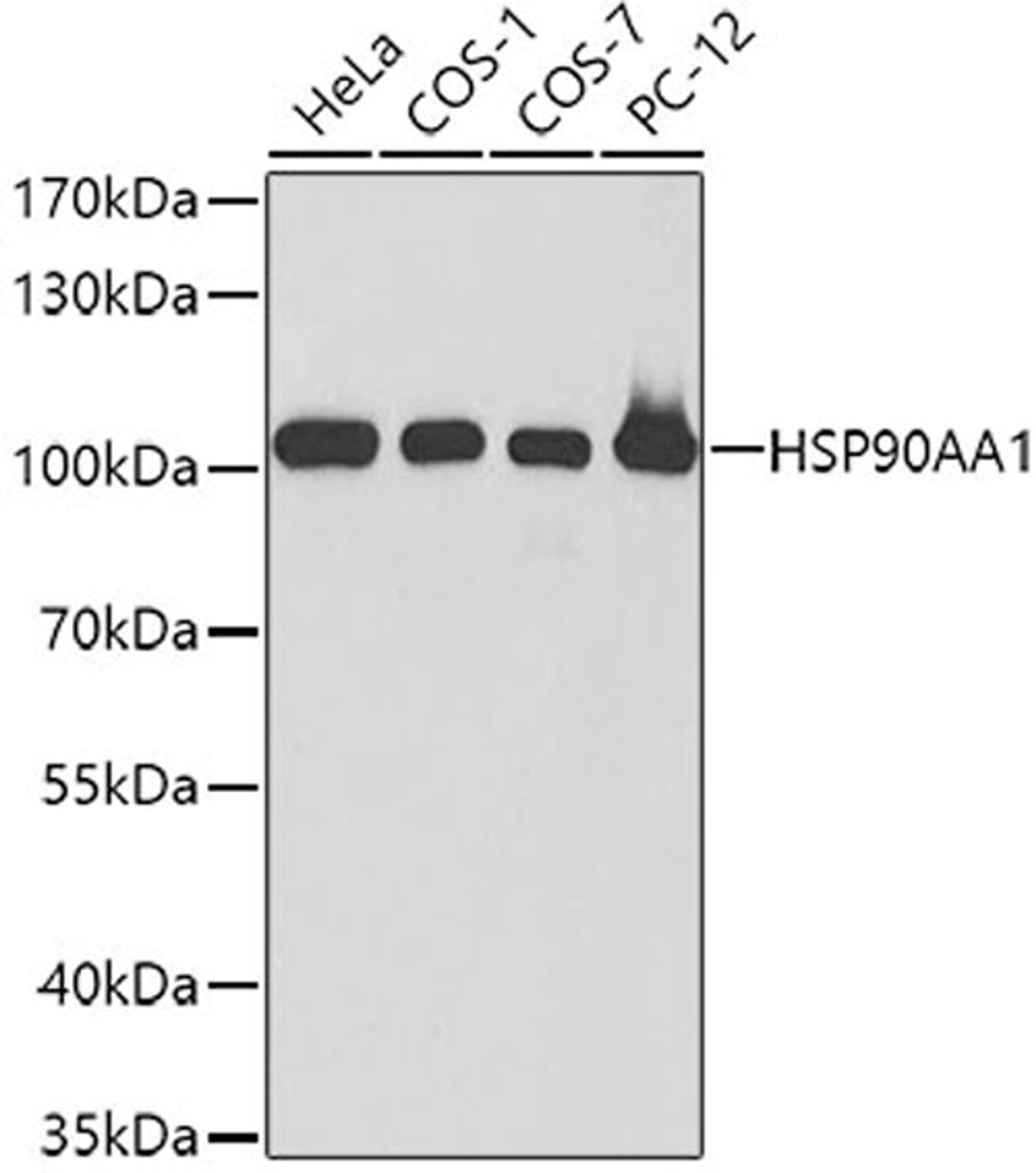 Western blot - HSP90AA1 antibody (A13501)