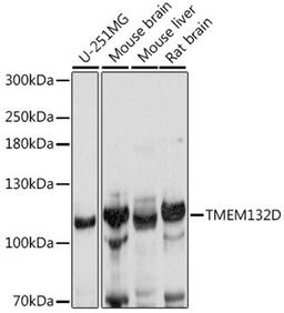 Western blot - TMEM132D antibody (A16164)