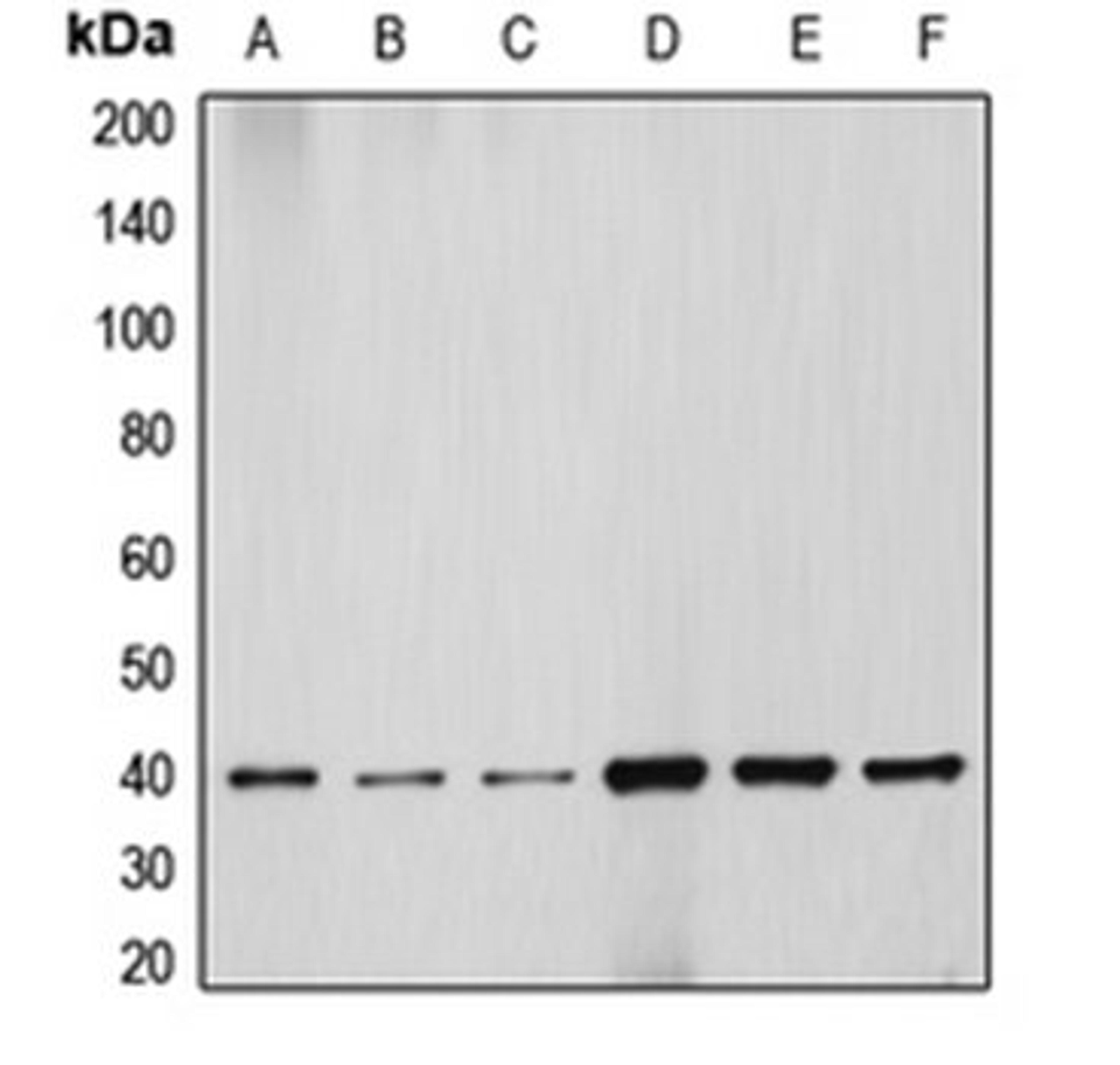 Western blot analysis of HEK293T (Lane 1), HeLa (Lane 2), NIH3T3 (Lane 3), PC12 (Lane 4), Jurkat (Lane 5), HepG2 (Lane 6) whole cell lysates using DNAJB1 antibody