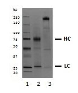 SDS-PAGE analysis of Recombinant Human IgE kappa