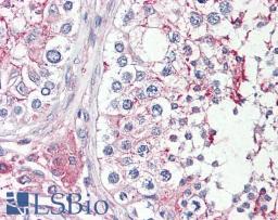 46-673 (3.75ug/ml) staining of paraffin embedded Human Testis. Steamed antigen retrieval with citrate buffer pH 6, AP-staining.