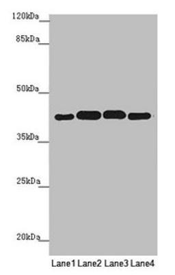 Western blot. All lanes: PDHA2 antibody at 1.9µg/ml. Lane 1: Mouse gonadal tissue. Lane 2: 293T whole cell lysate. Lane 3: A549 whole cell lysate. Lane 4: HepG2 whole cell lysate. Secondary. Goat polyclonal to rabbit IgG at 1/10000 dilution. Predicted band size: 43 kDa. Observed band size: 43 kDa