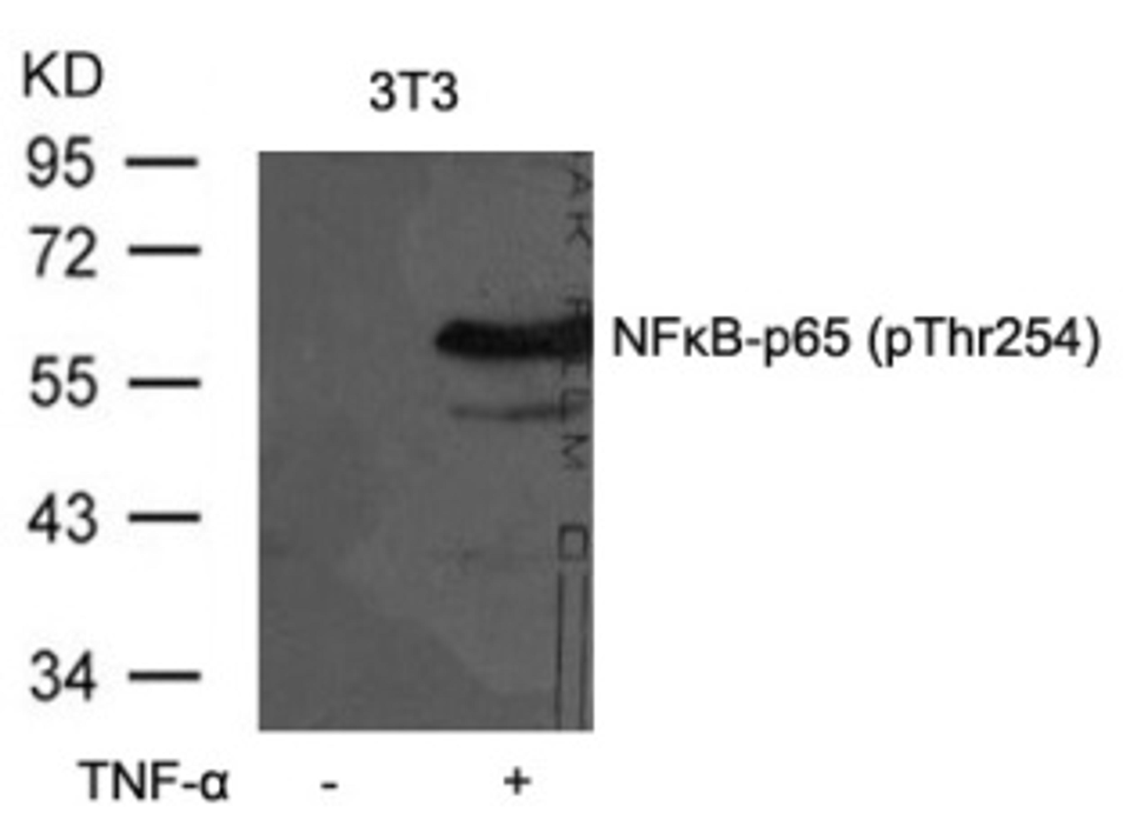 Western blot analysis of lysed extracts from 3T3 cells untreated or treated with TNF-α using NFκB-p65 (Phospho-Thr254).