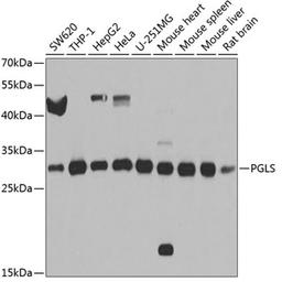 Western blot - PGLS antibody (A8366)