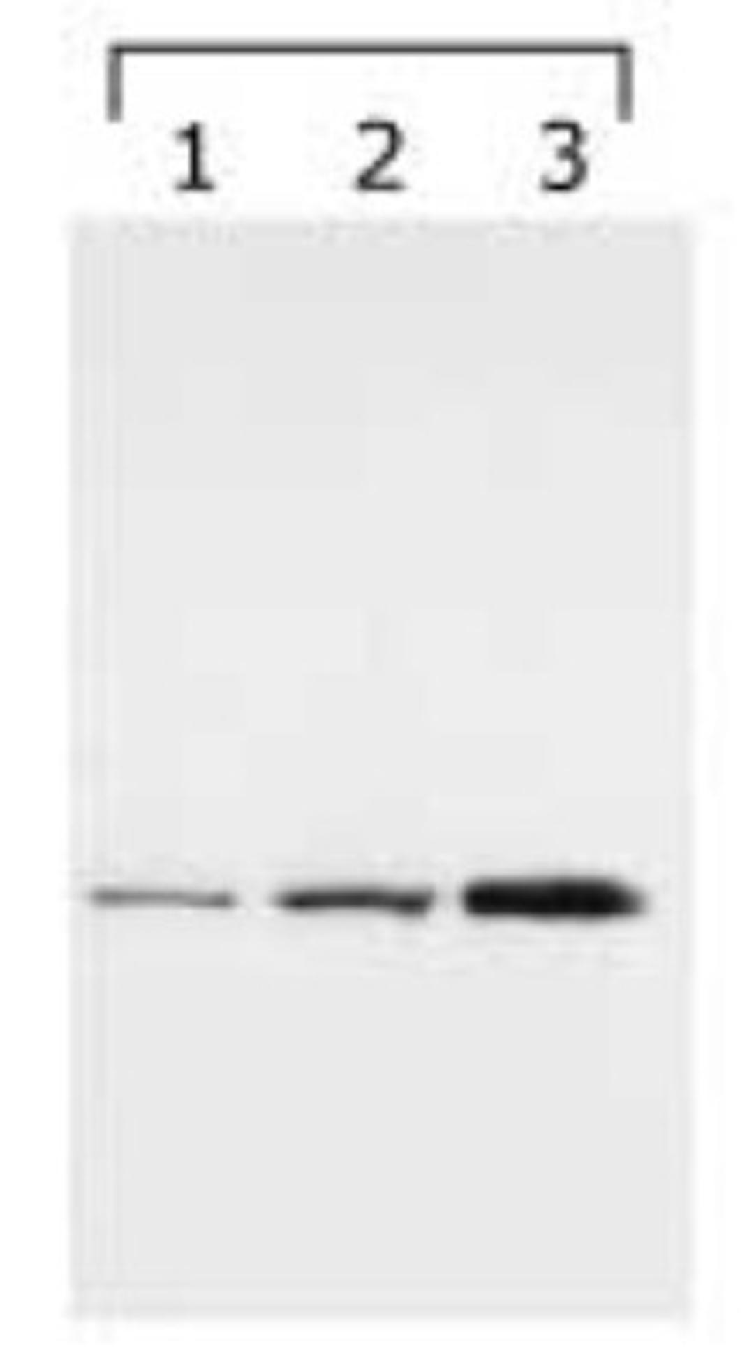 Western Blot: 14-3-3 gamma Antibody (HS23) [NB100-407] - 14-3-3 gamma detected in lysates using NB 100-407. Lane 1: HeLa cell lysate, Lanes 2 and 3: bengamide treated lysates (8h and 24h, respectively).