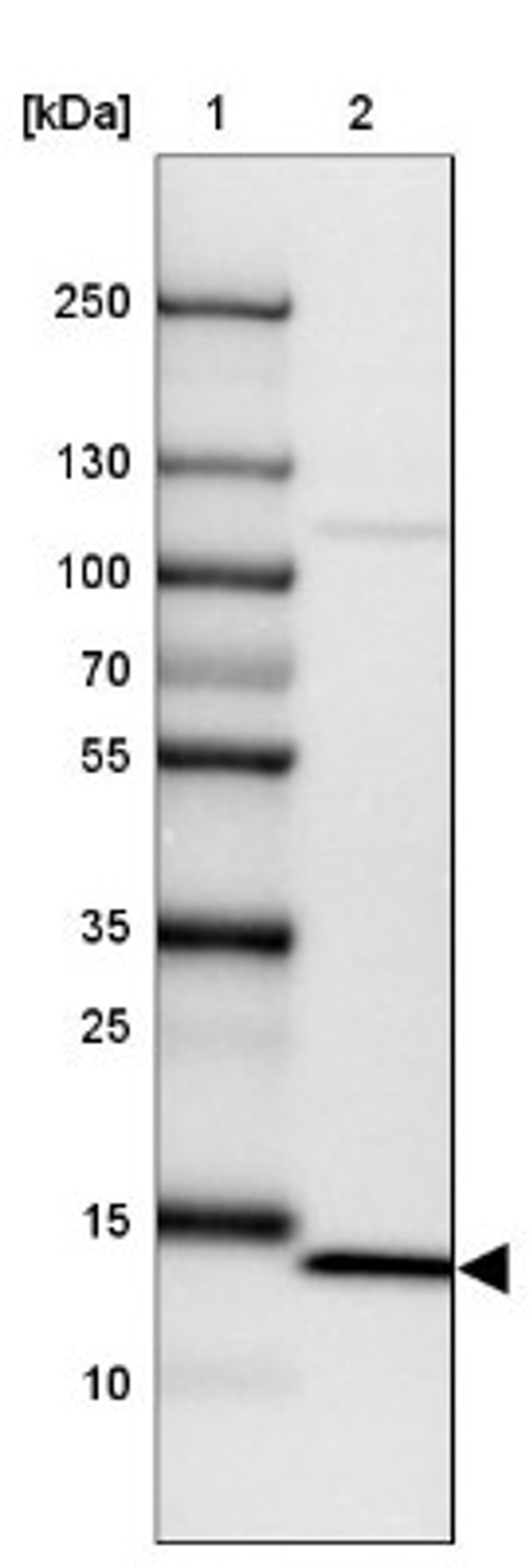 Western Blot: INO80C Antibody [NBP2-14123] - Lane 1: Marker [kDa] 250, 130, 100, 70, 55, 35, 25, 15, 10<br/>Lane 2: HEL