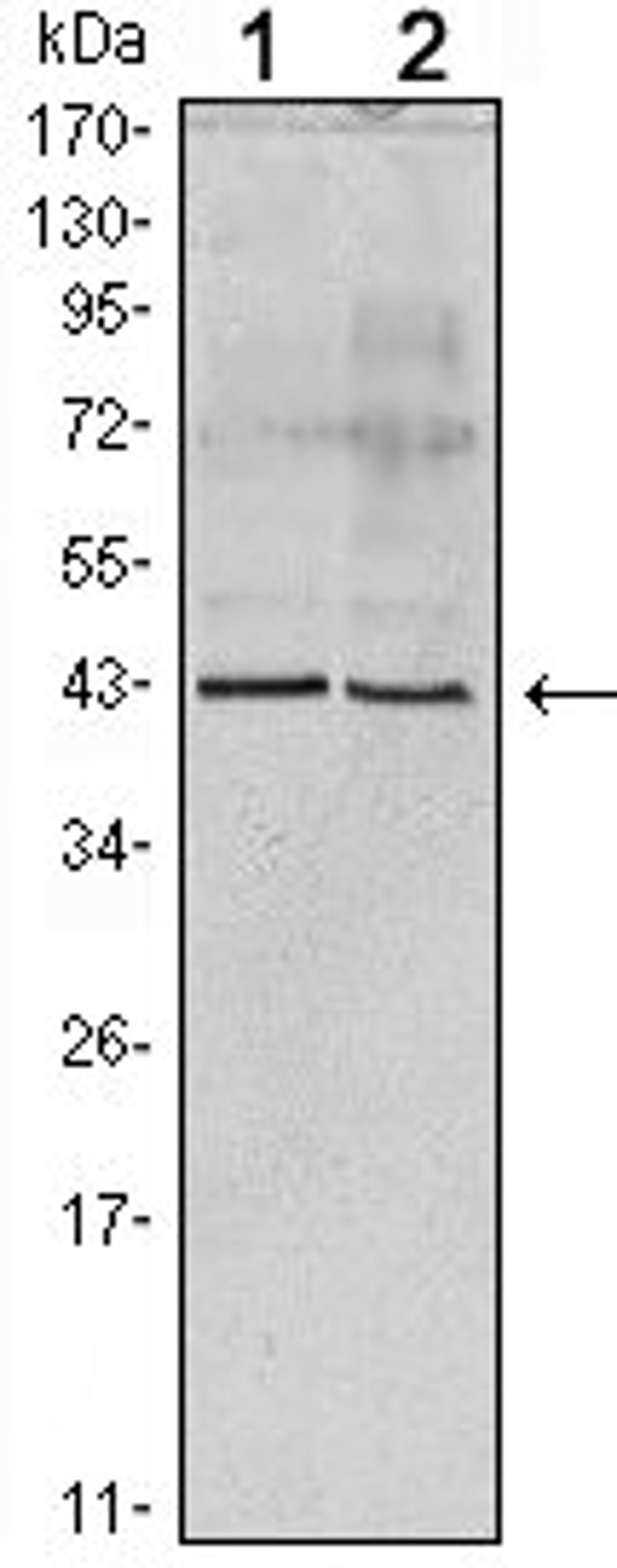 Western blot analysis of recombinant protein using Apoa5 (ab) antibody