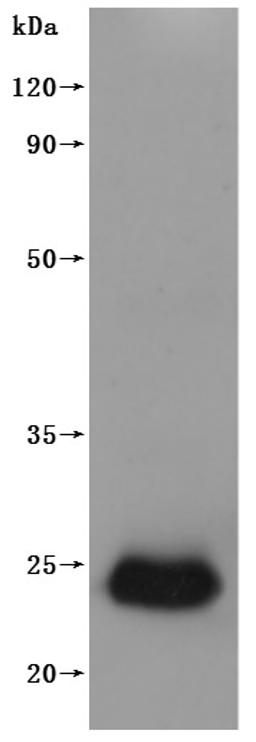 CSB-MP005508HU(A4) is detected by Mouse anti-6*His monoclonal antibody.