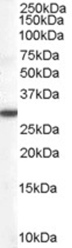 45-469 (0.1ug/ml) staining of Human Lung lysate (35ug protein in RIPA buffer). Primary incubation was 1 hour. Detected by chemiluminescence.