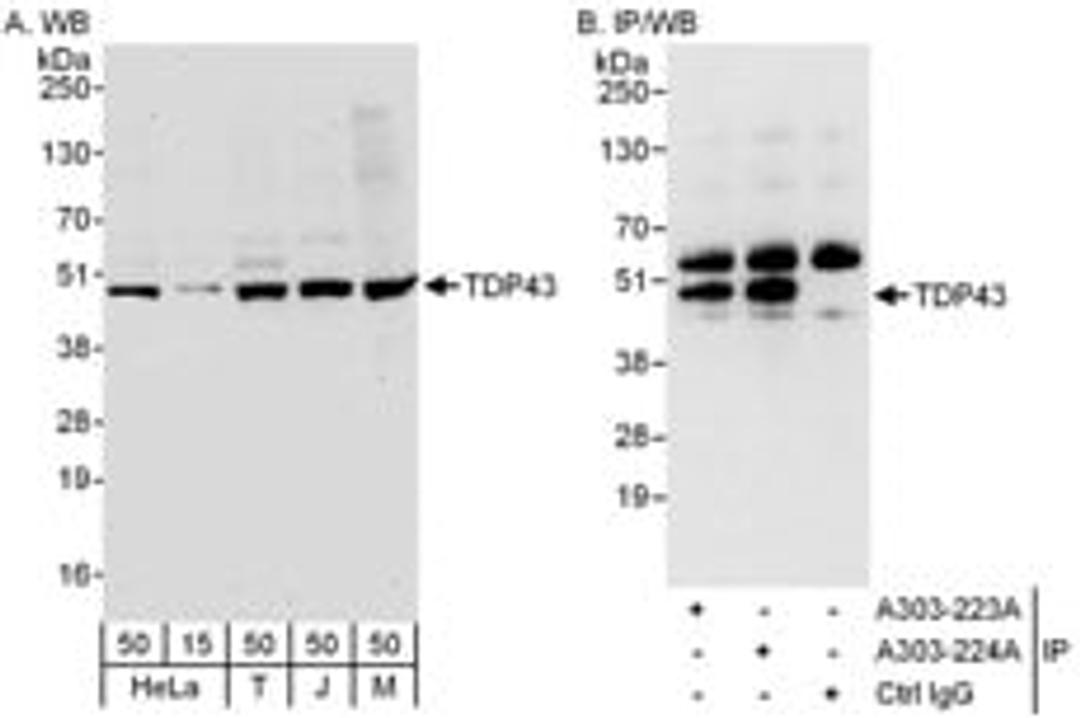 Detection of human and mouse TDP43 by western blot (h and m) and immunoprecipitation (h).