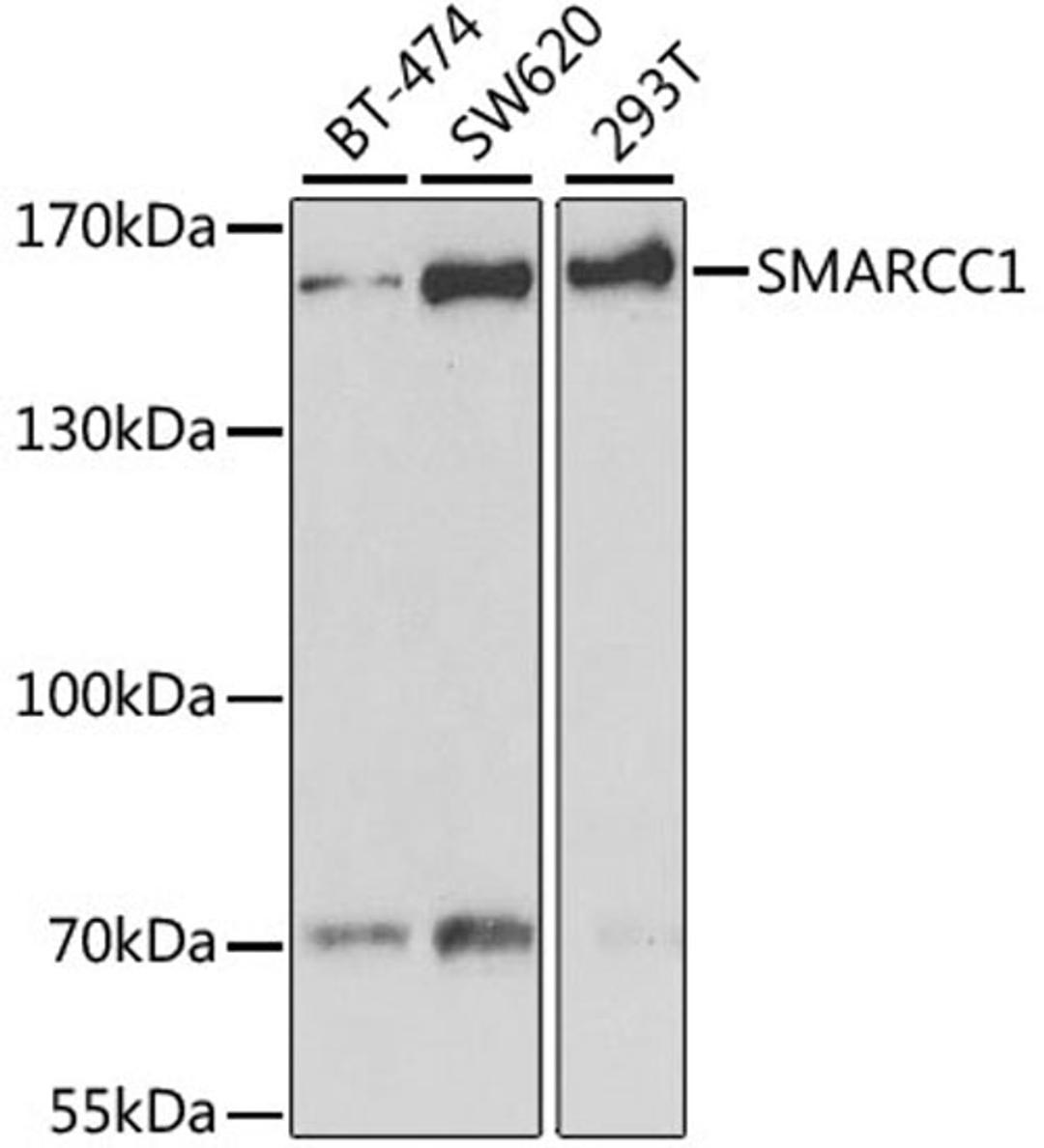 Western blot - SMARCC1 antibody (A6128)