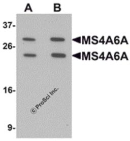 Western blot analysis of MS4A6A in 293 cell lysate with MS4A6A antibody at (A) 1 and (B) 2 μg/mL.