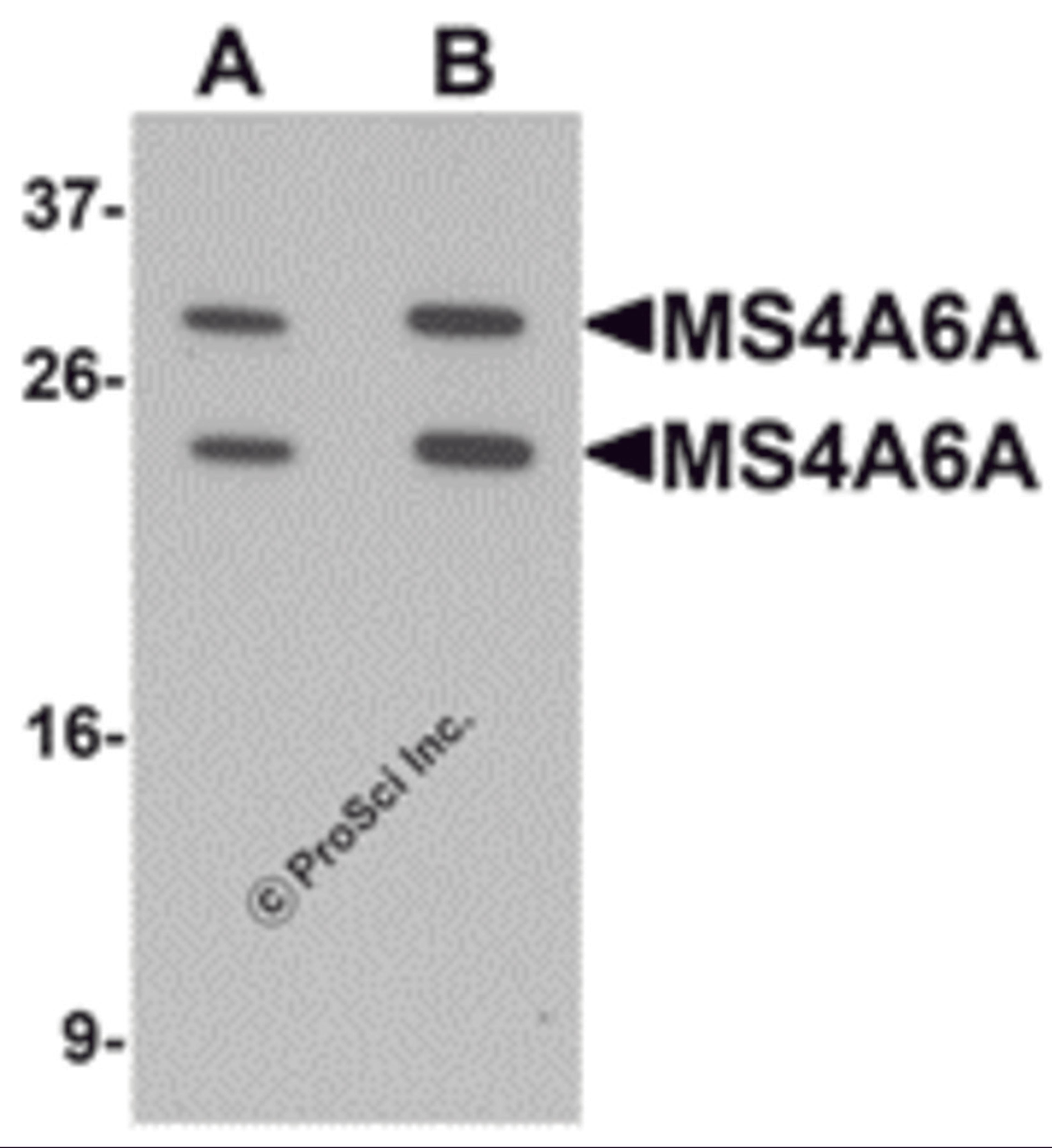Western blot analysis of MS4A6A in 293 cell lysate with MS4A6A antibody at (A) 1 and (B) 2 μg/mL.