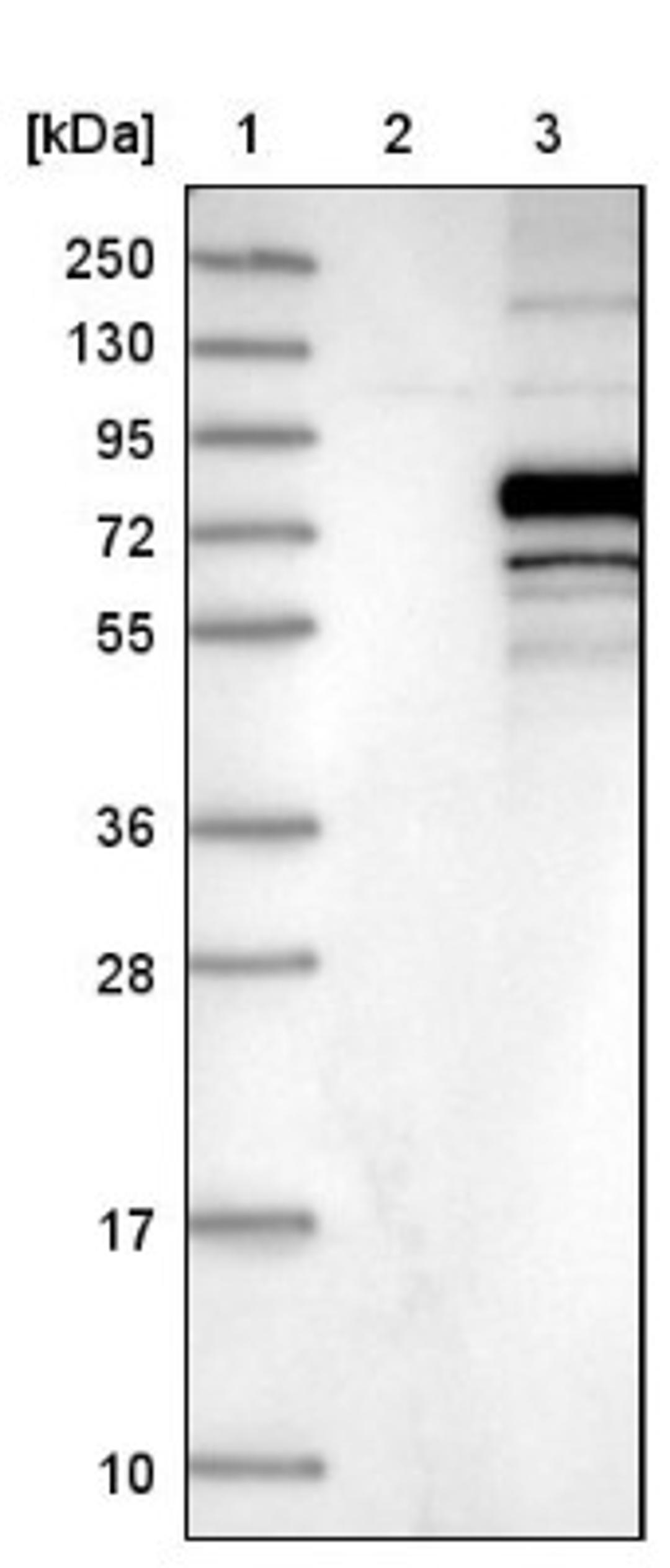 Western Blot: C3orf39 Antibody [NBP1-89205] - Lane 1: Marker [kDa] 250, 130, 95, 72, 55, 36, 28, 17, 10<br/>Lane 2: Negative control (vector only transfected HEK293T lysate)<br/>Lane 3: Over-expression lysate (Co-expressed with a C-terminal myc-DDK tag (~3.1 kDa) in mammalian HEK293T cells, LY409933)