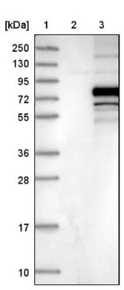 Western Blot: C3orf39 Antibody [NBP1-89205] - Lane 1: Marker [kDa] 250, 130, 95, 72, 55, 36, 28, 17, 10<br/>Lane 2: Negative control (vector only transfected HEK293T lysate)<br/>Lane 3: Over-expression lysate (Co-expressed with a C-terminal myc-DDK tag (~3.1 kDa) in mammalian HEK293T cells, LY409933)