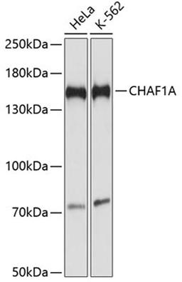 Western blot - CHAF1A antibody (A2244)