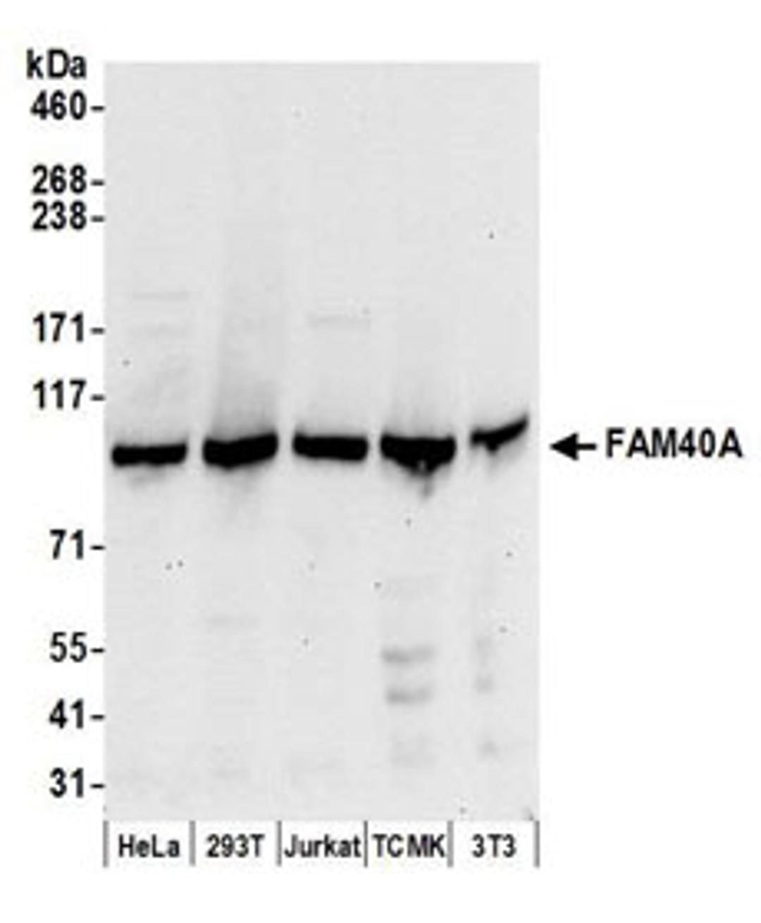 Detection of human and mouse FAM40A by western blot.