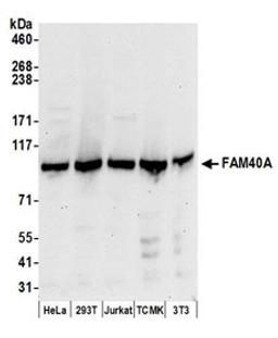 Detection of human and mouse FAM40A by western blot.